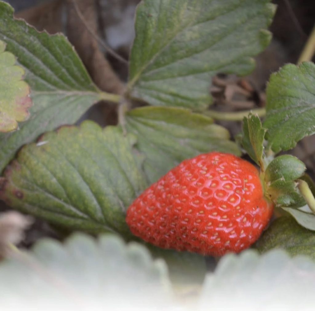 Frutos del Colorado