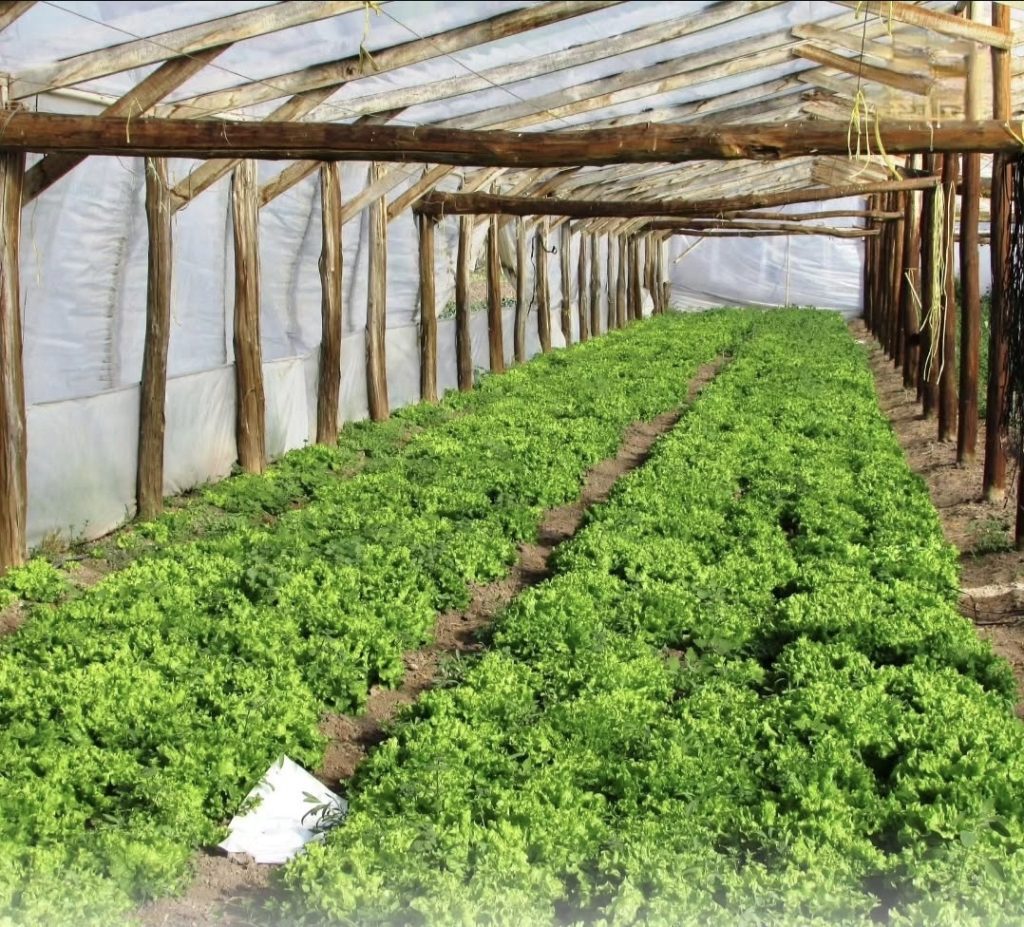 Frutos del Colorado
