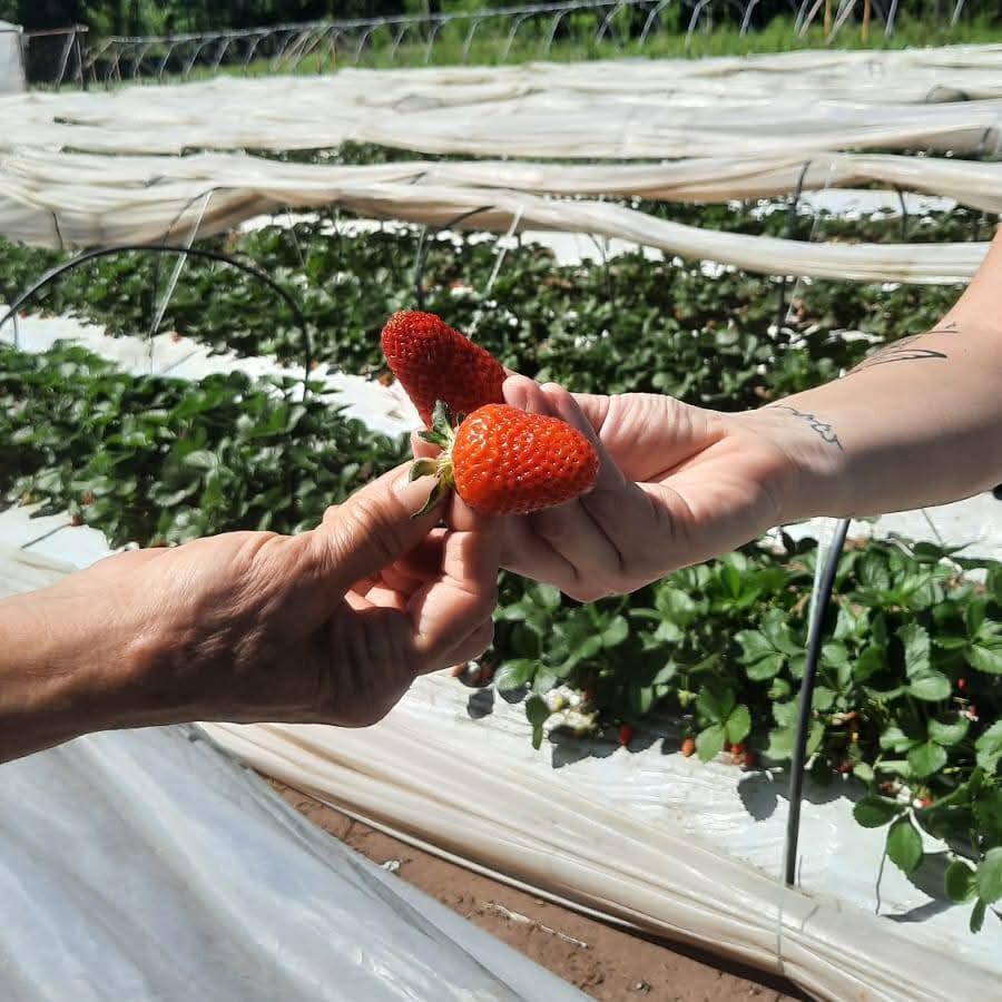 Frutos del Colorado