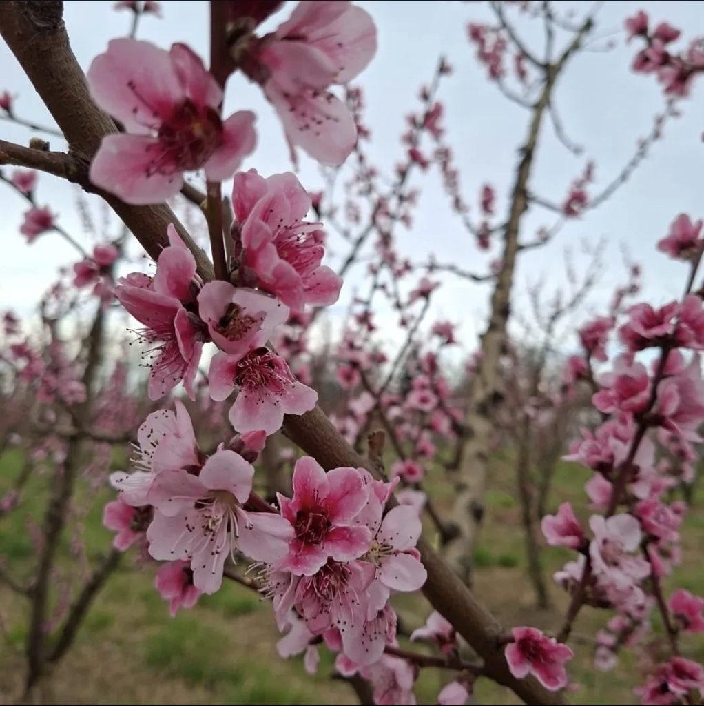 Frutos del Colorado