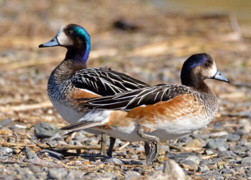 Pato Overo / Silbón