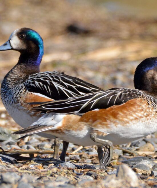 Pato Overo / Silbón