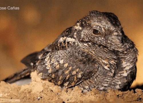 Atajacaminos Ñañarca