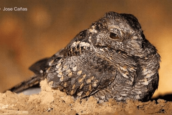 Atajacaminos Ñañarca