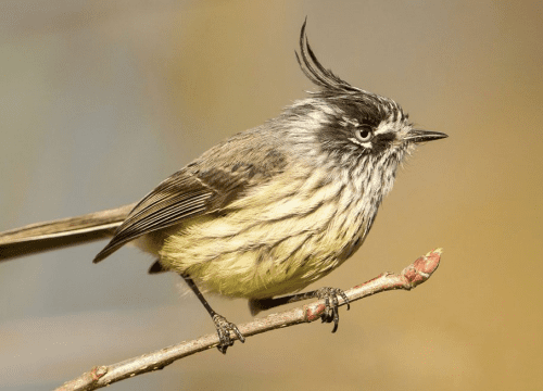 Cachudito pico negro