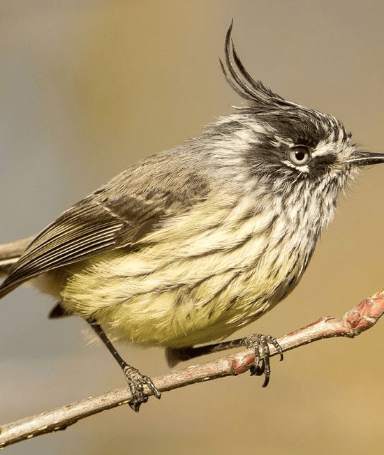 Cachudito pico negro