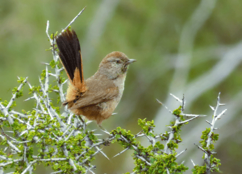 Canastero Patagónico