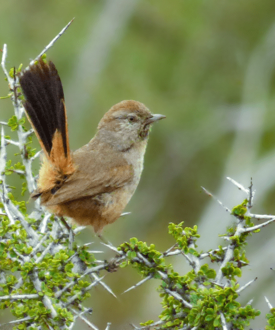 Canastero Patagónico