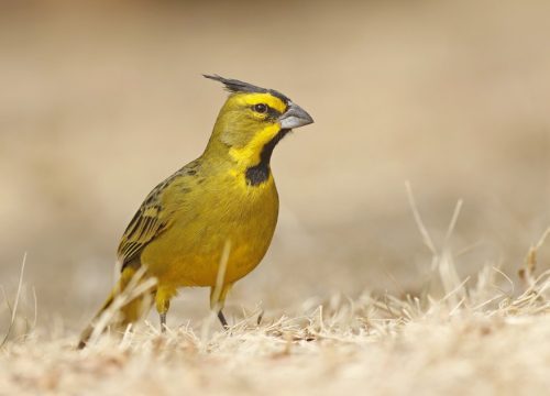 Cardenal amarillo