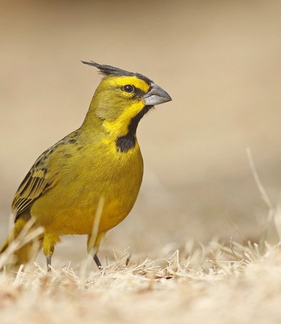 Cardenal amarillo