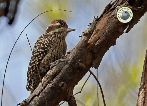 Carpintero Bataraz chico