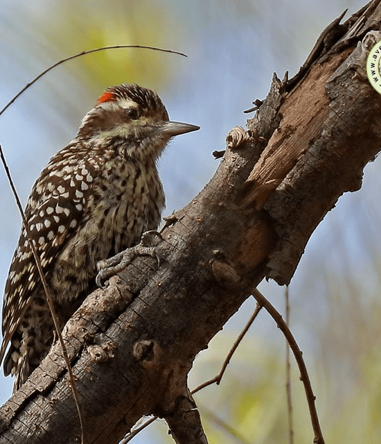 Carpintero Bataraz chico