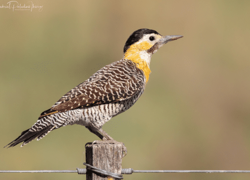 Carpintero Campestre
