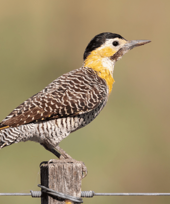 Carpintero Campestre