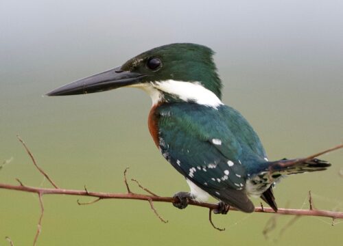 Martín pescador chico
