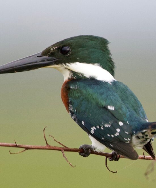 Martín pescador chico