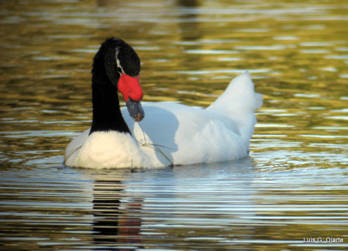 Cisne cuello negro