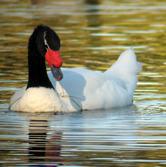 Cisne cuello negro