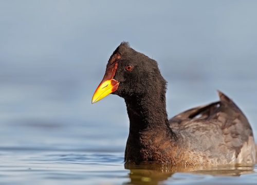 Gallareta escudete rojo