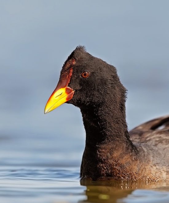 Gallareta escudete rojo