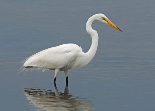 Garza Blanca