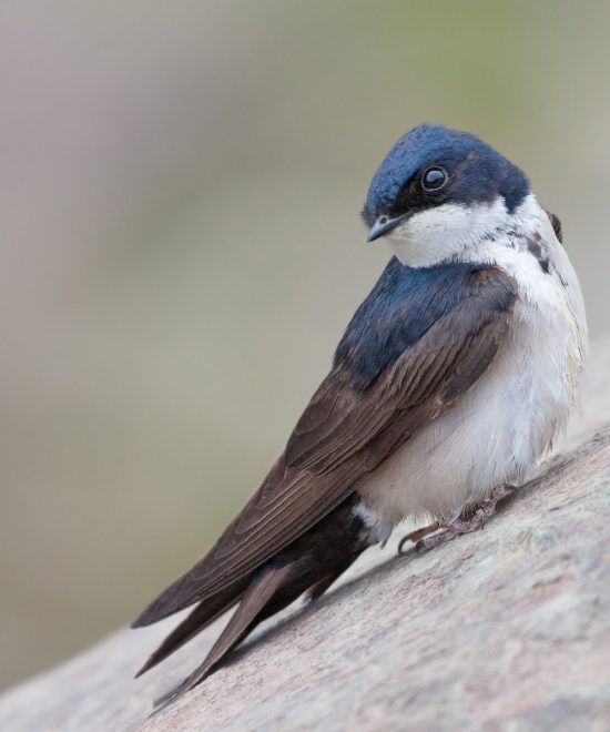 Golondrina Barranquera