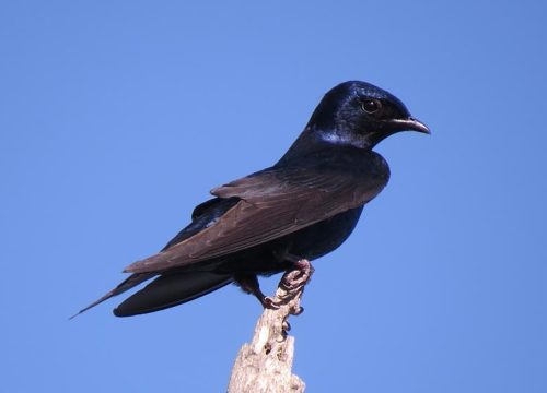 Golondrina Negra