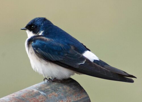 Golondrina Patagónica
