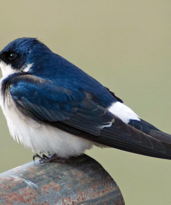 Golondrina Patagónica