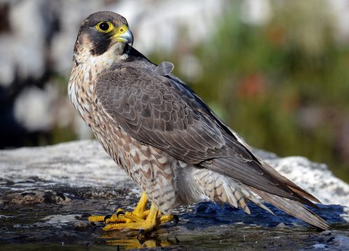 Halcón Peregrino