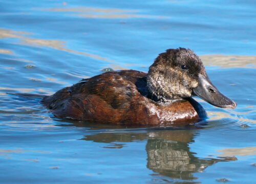 Pato zambullidor chico
