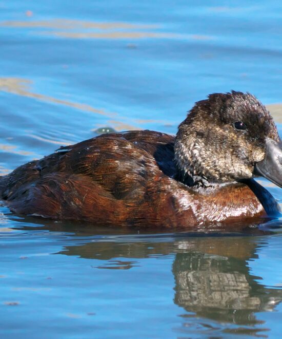 Pato zambullidor chico