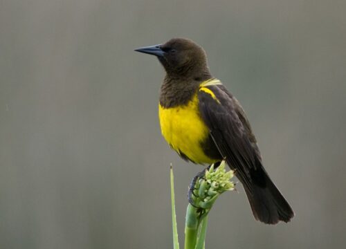 Pecho amarillo común