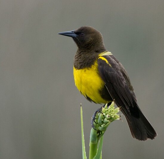 Pecho amarillo común