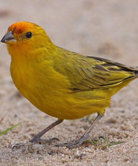 Jilguero dorado