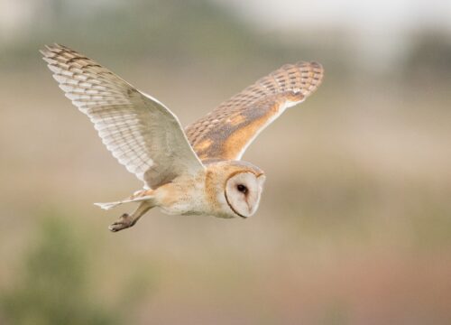 Lechuza de campanario