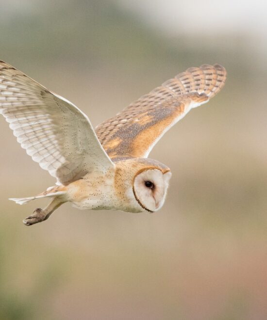 Lechuza de campanario