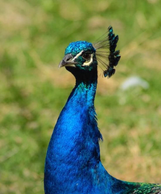 Granja La Llave