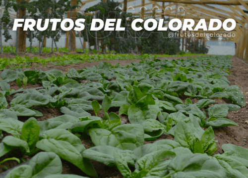 Frutos del Colorado