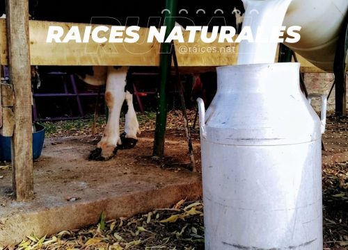 Raíces Naturales