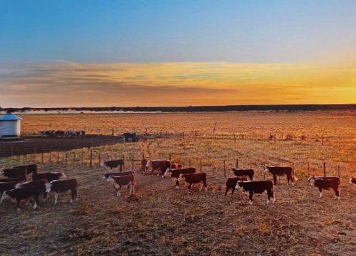 Río Colorado se prepara para un fin de semana multitudinario con eventos tradicionales, deportivos y culturales.